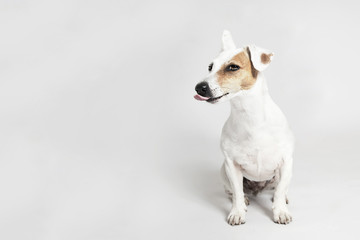 Studio portrait of the licking funny dog Jack Russell Terier on the white background