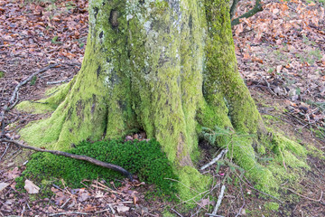 moosbewachsener Buchenstamm