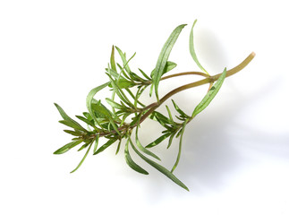 Sommer Bohnenkraut, Satureja, hortensis