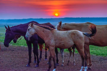 Fototapeta na wymiar horses graze at dawn