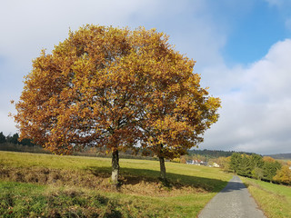 Eichenbaum, Quercus, Robur, Herbst