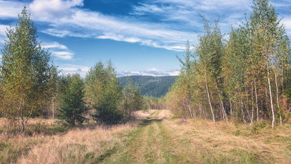 Fototapeta na wymiar Beautiful summer landscape. Panorama of the birch grove with mountain road and blue cloudy sky, natural outdoor seasonal background