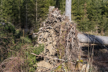 Entwurzelter Baum nach Orkan