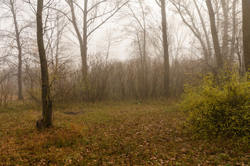 Fog in forest on cold autumn day