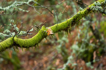 Tree branch with moss