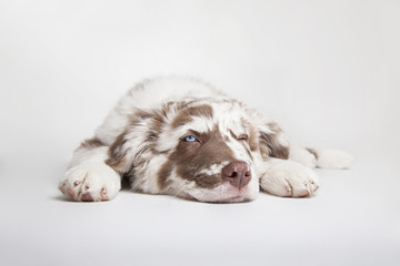 The puppy of Australian Shepherd is lying and blinking