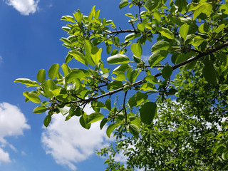 Kreuzdorn, Rhamnus, cathartica