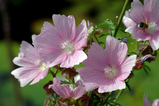 Praeriemalve, Sidalcea oregana