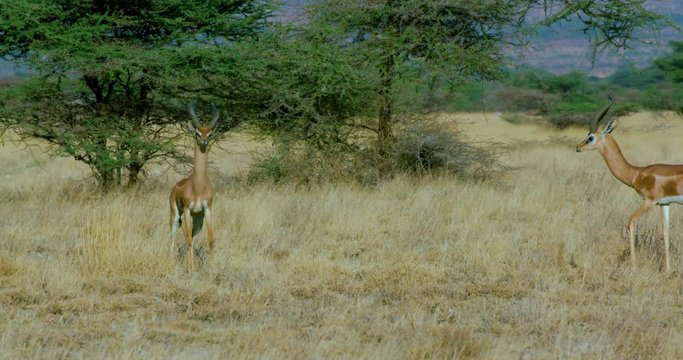 Young Male Gerenuk Play Sparing; Samburu 14 October 2016 Am; Samburu, Kenya, Africa
