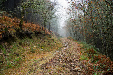 Fototapeta premium Forest path in winter