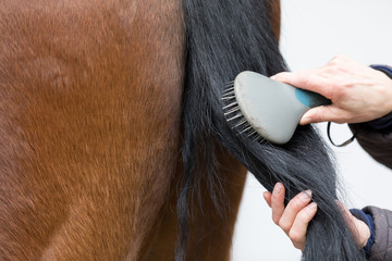 Fototapeta premium combing black tail of a brown horse