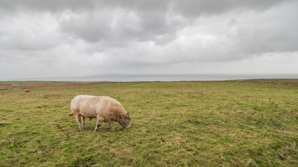 Obraz premium Cliff of moher