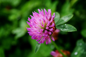 red clover flower