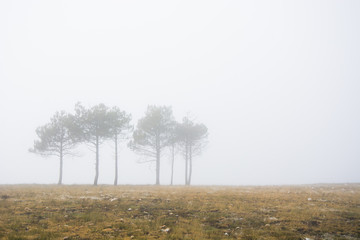 Three trees in the distance