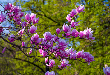 beautiful spring background.  Magnolia flowers closeup on a branch. blurred background of...