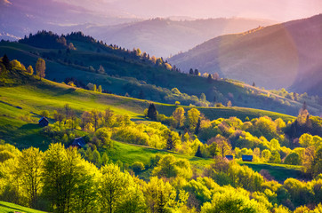 Obraz premium rural landscape of Carpathians in springtime. Spectacular view of grassy rolling hills in evening