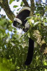 Obraz premium Black and White Ruffed Lemur - Varecia variegata, Madagascar. Critically Endangered lemur. Beautifull primate from Madagascar rain forest.