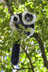 Black and White Ruffed Lemur - Varecia variegata, Madagascar.  Critically Endangered lemur. Beautifull primate from Madagascar rain forest.