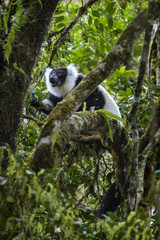 Black and White Ruffed Lemur - Varecia variegata, Madagascar.  Critically Endangered lemur. Beautifull primate from Madagascar rain forest.