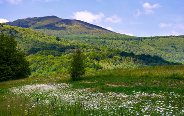 grassy rural field at the foot of the mountain. lovely countryside scenery in summertim