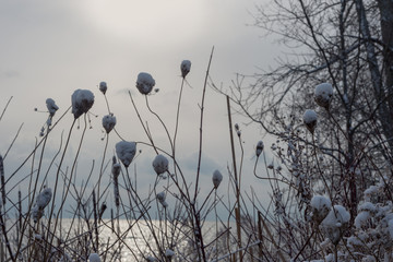 Obraz premium Dry slim flowers with snow on top on water and sunset winter background