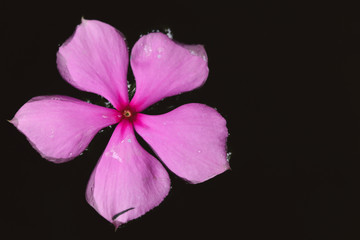 Watercress flower in water at tropical garden with copy space 