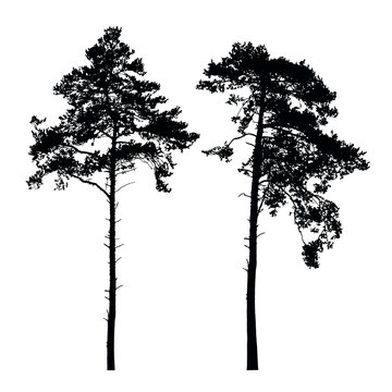 Set of vector silhouettes of high coniferous trees