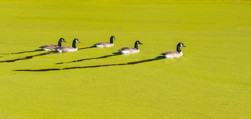 Ducks swimming on a pond covered with Algae