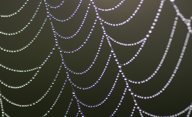 Spinnennetz