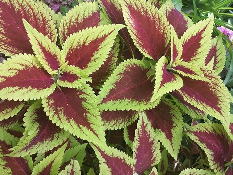 Coleus Plant