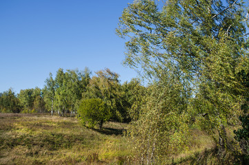 Fototapeta premium Field and forest