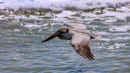 Pelican gliding over the water, Sanibel Island, Florida, USA