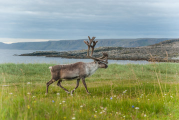 Reindeer graze on the coast of the Barents Sea, Varanger Peninsula, Finnmark, Norway