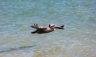 Pelican gliding over water, Sanibel Island, Florida, USA