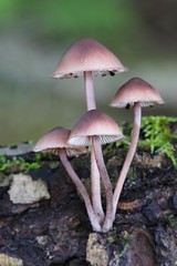 Bleeding fairy helmet, Mycena haematopus