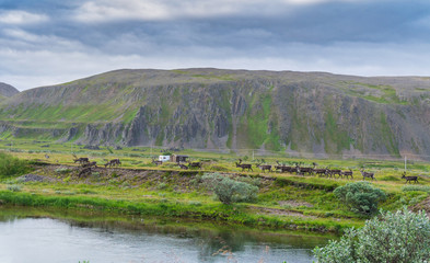 A herd of reindeers on the coast of Sandfjord, Varanger Peninsula, Finnmark, Norway