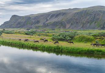 Fototapeta na wymiar A herd of reindeers on the coast of Sandfjord, Varanger Peninsula, Finnmark, Norway