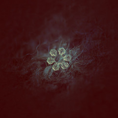 Snowflake glowing on dark textured background. Macro photo of real snow crystal: star plate snowflake with large, transparent central hexagonal and short, broad arms with complex inner pattern.