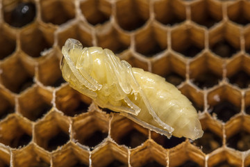 wespenpuppe © Klaus Haase 