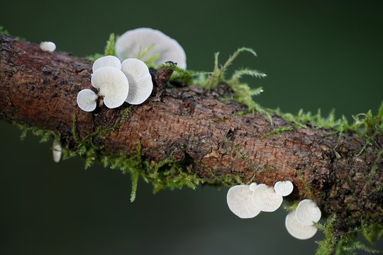 Elastic oysterling, Panellus mitis, mushrooms from Finland