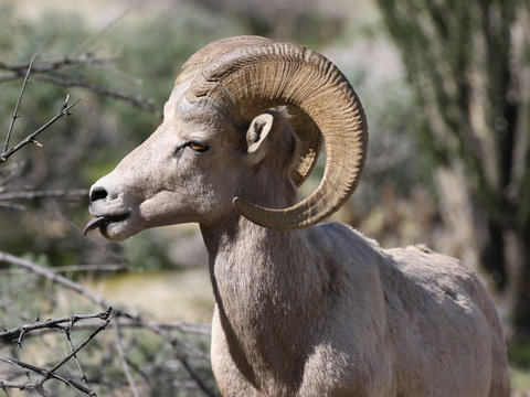 Desert Bighorn Sheep - Ovis canadensis nelsoni