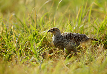 Grey francolin 