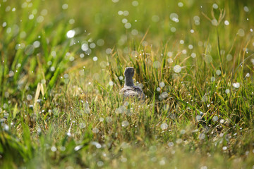 Grey francolin hiding in the grasses, Bahrain