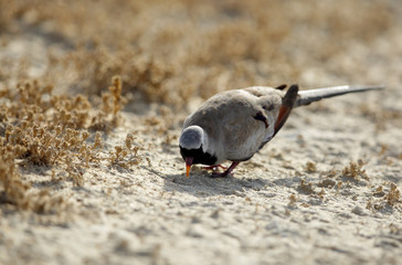 Namaqua dove feeding, Bahrain 