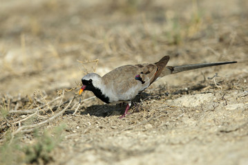The Namaqua dov, Bahrain