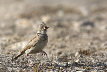 Crested Lark, Bahrain 