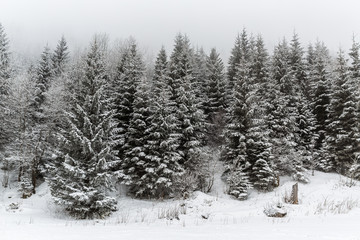 Winter white forest with snow, Christmas background