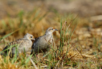 Grey francolins at Hamala, Bahrain 