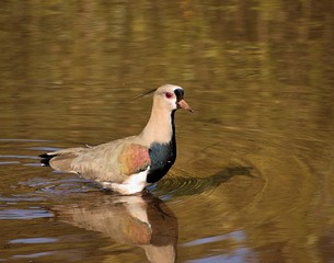 Vanellus chilensis