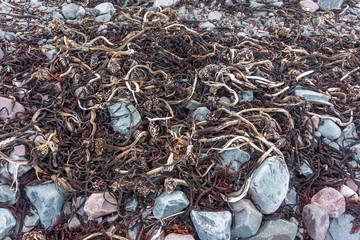 Dry algae on the coast of the Barents Sea, Varanger Peninsula, Finnmark, Norway